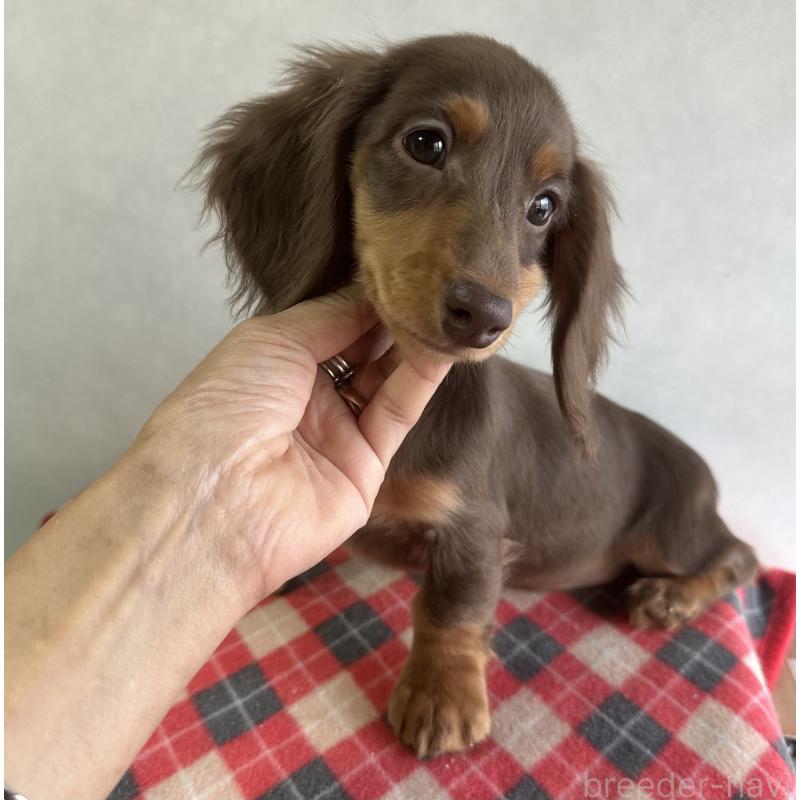 販売中の宮崎県のミニチュアダックスフンド(ロングヘアード)-416446の7枚目