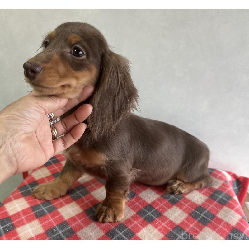 販売中の宮崎県のミニチュアダックスフンド(ロングヘアード)-416446の6枚目