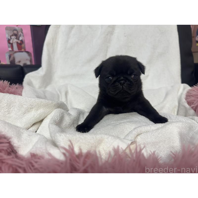 販売中の岐阜県のパグ-432078の5枚目