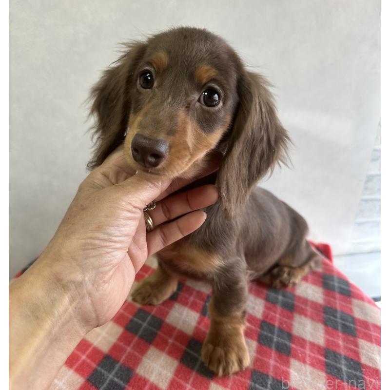 販売中の宮崎県のミニチュアダックスフンド(ロングヘアード)-416446の5枚目