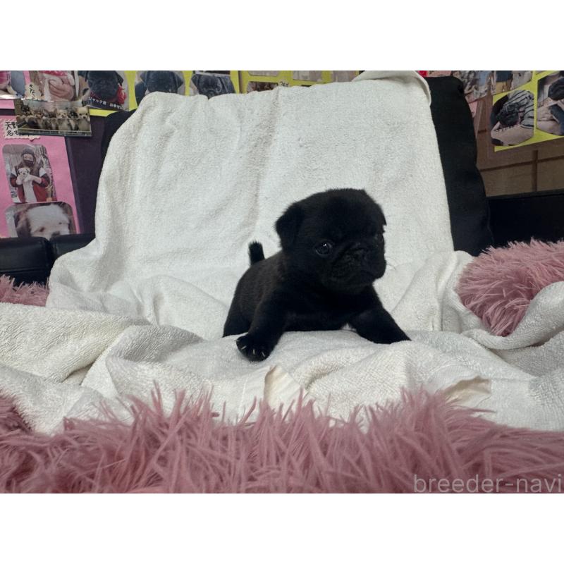 販売中の岐阜県のパグ-432078の4枚目