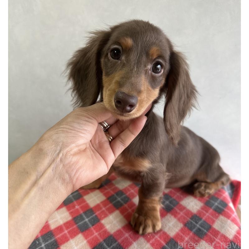 販売中の宮崎県のミニチュアダックスフンド(ロングヘアード)-416446の4枚目