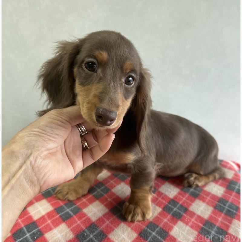 販売中の宮崎県のミニチュアダックスフンド(ロングヘアード)-416446の3枚目