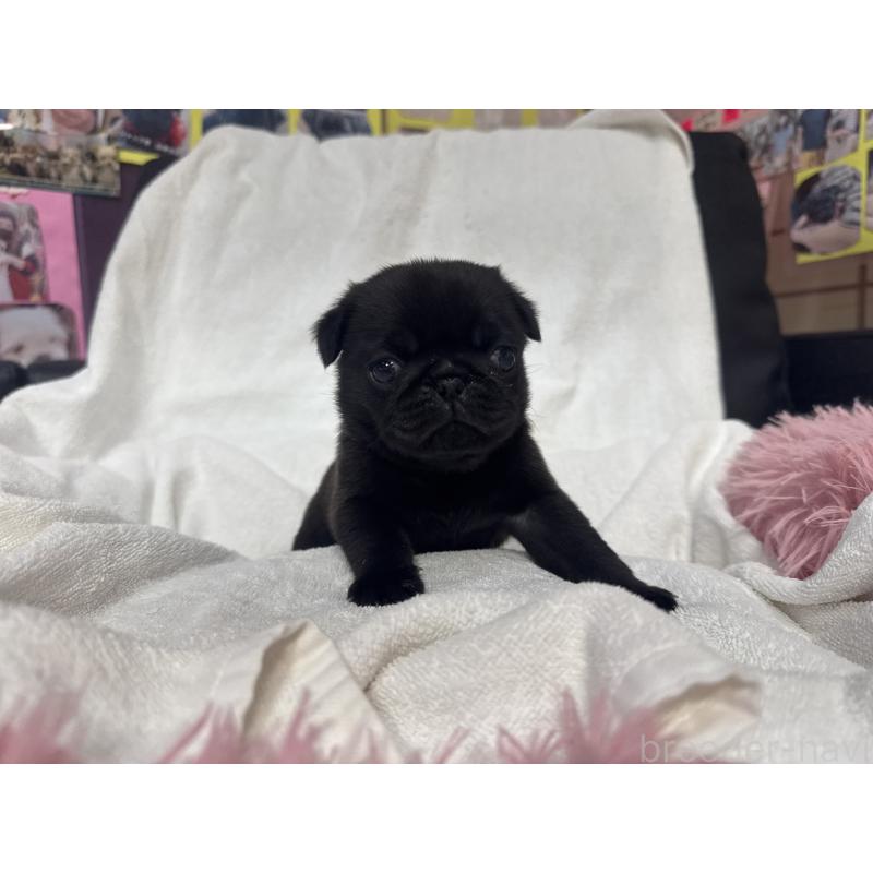 販売中の岐阜県のパグ-432078の2枚目