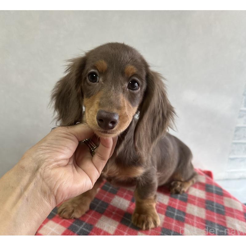 販売中の宮崎県のミニチュアダックスフンド(ロングヘアード)-416446の2枚目