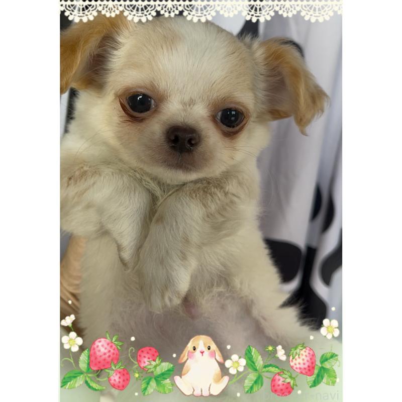 販売中の東京都のチワワ(ロングコート)-422819の7枚目