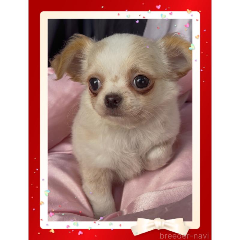 販売中の東京都のチワワ(ロングコート)-422819の6枚目