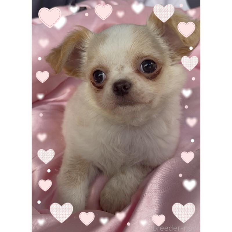 販売中の東京都のチワワ(ロングコート)-422819の5枚目