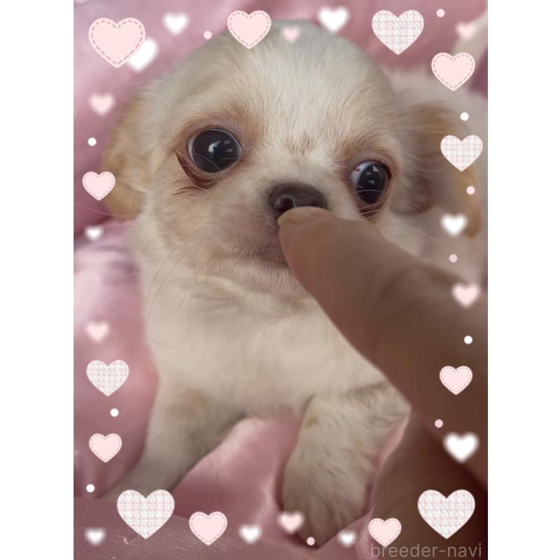 販売中の東京都のチワワ(ロングコート)-422819の4枚目