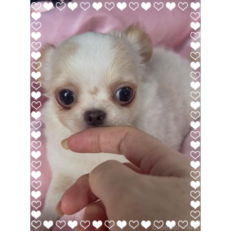 販売中の東京都のチワワ(ロングコート)-422819の3枚目