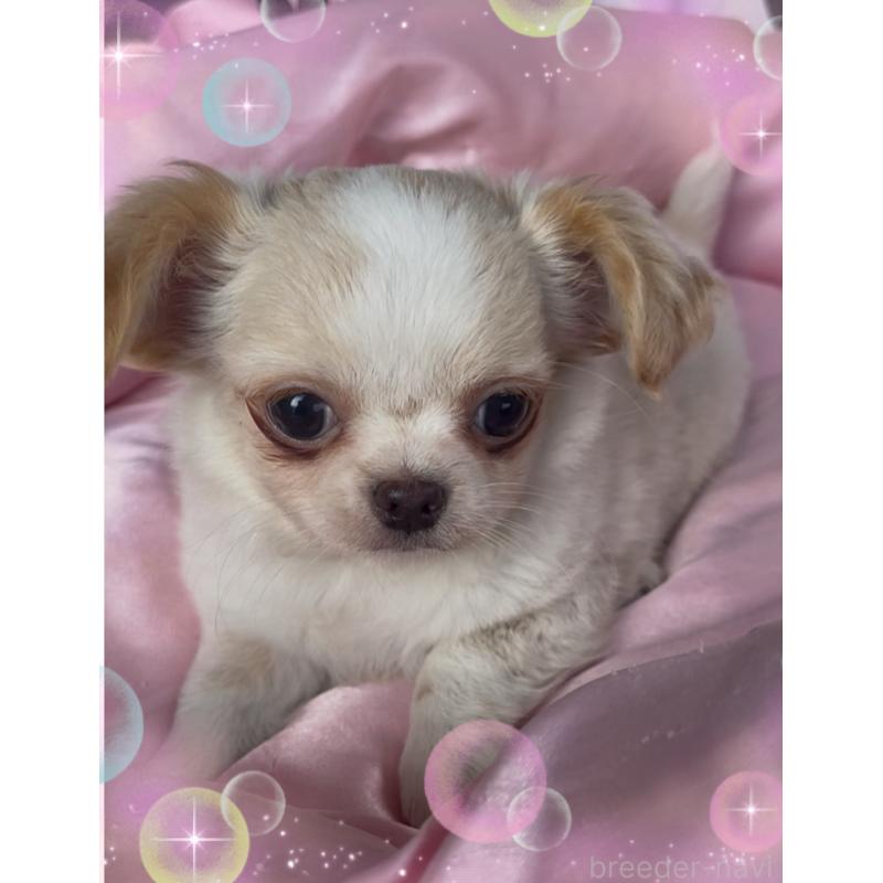 販売中の東京都のチワワ(ロングコート)-422819