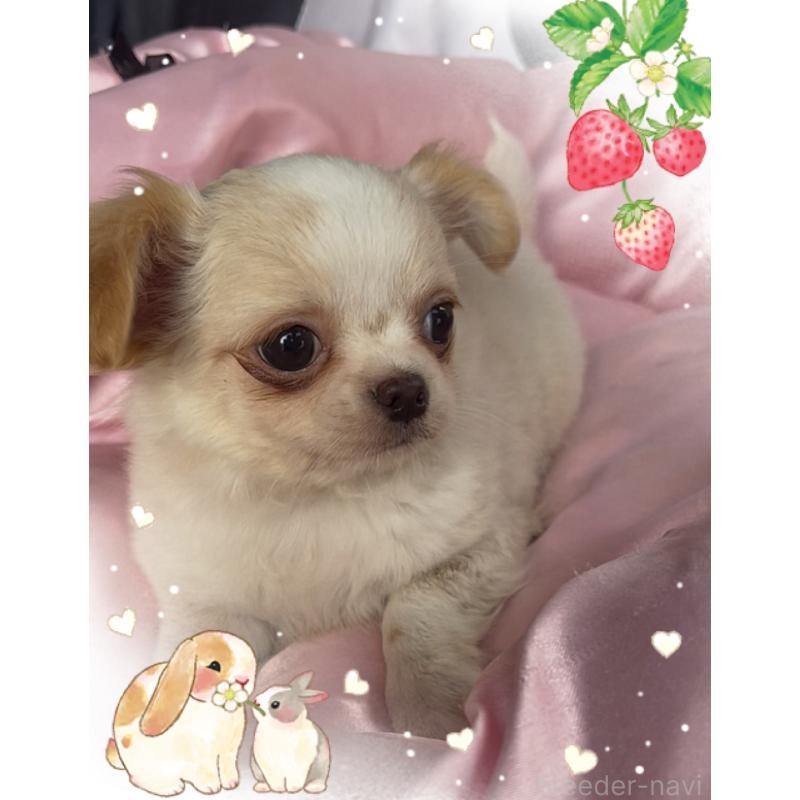 販売中の東京都のチワワ(ロングコート)-422819の2枚目