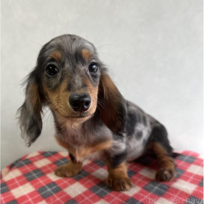 販売中の宮崎県のミニチュアダックスフンド(ロングヘアード)-416443の6枚目