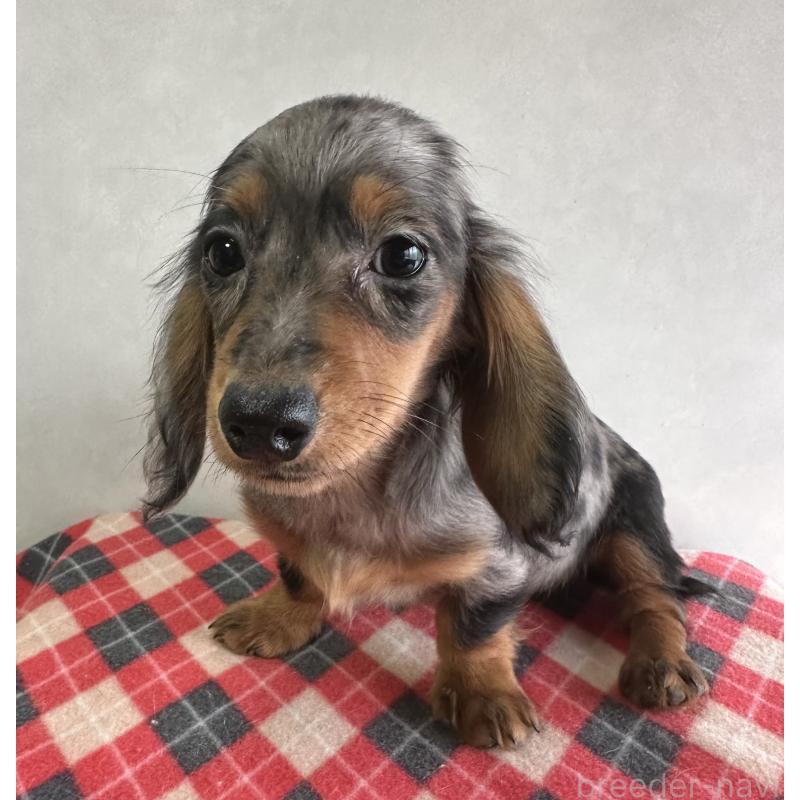 販売中の宮崎県のミニチュアダックスフンド(ロングヘアード)-416443の5枚目