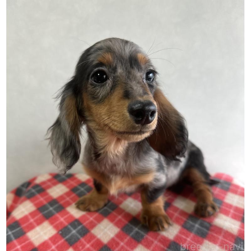 販売中の宮崎県のミニチュアダックスフンド(ロングヘアード)-416443の3枚目