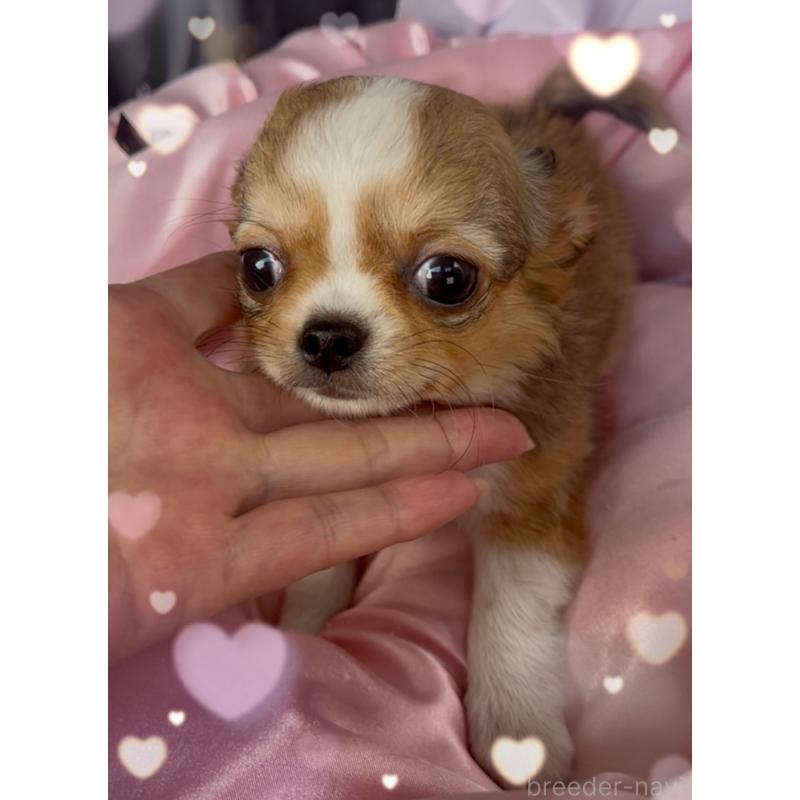 販売中の東京都のチワワ(ロングコート)-422820の3枚目