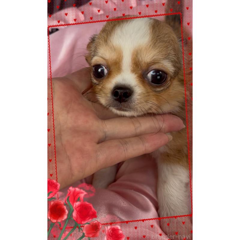 販売中の東京都のチワワ(ロングコート)-422820の2枚目