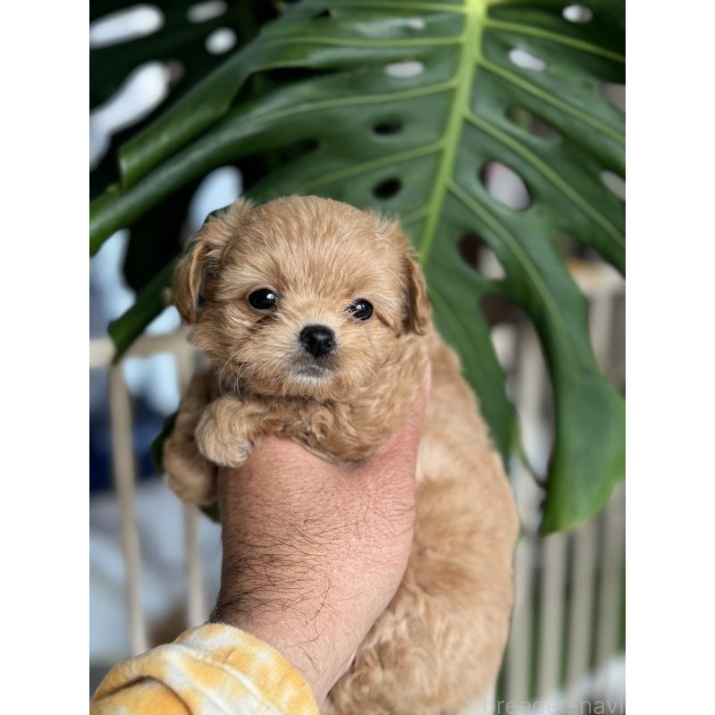 販売中の静岡県のミックス犬-432080の5枚目