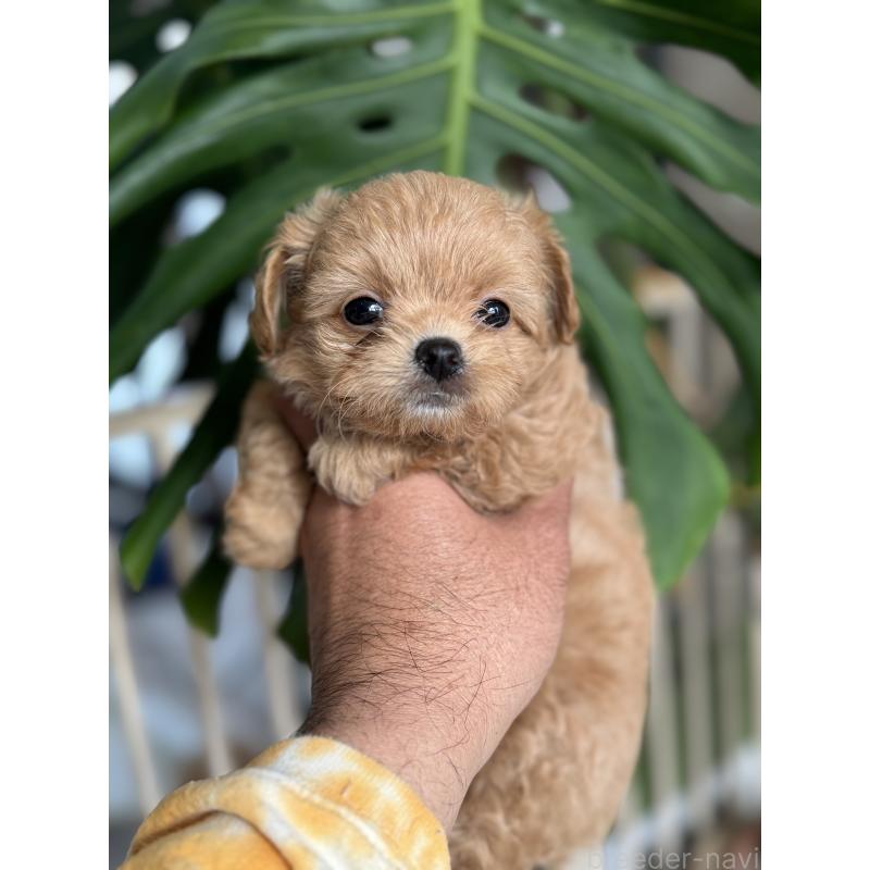 販売中の静岡県のミックス犬-432080の4枚目