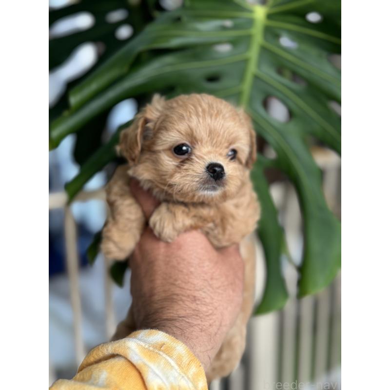 販売中の静岡県のミックス犬-432080の2枚目