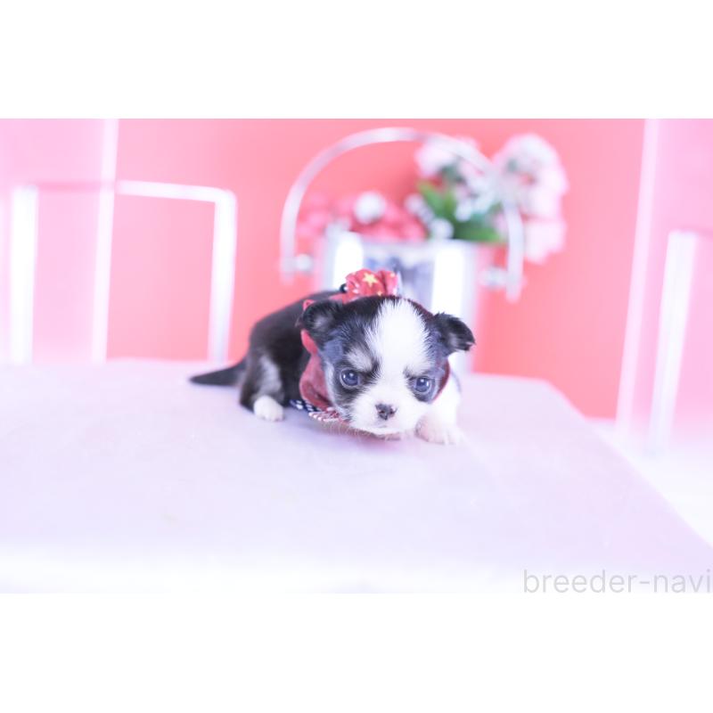 販売中の愛知県のチワワ(ロングコート)-432081の6枚目