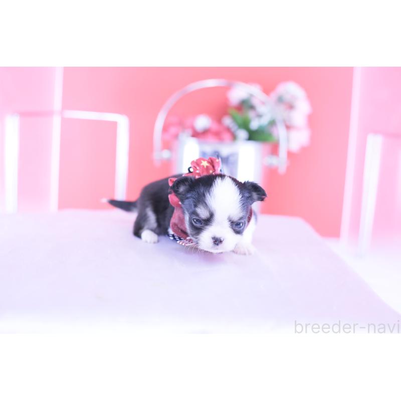 販売中の愛知県のチワワ(ロングコート)-432081の5枚目