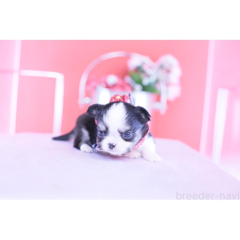 販売中の愛知県のチワワ(ロングコート)-432081の4枚目