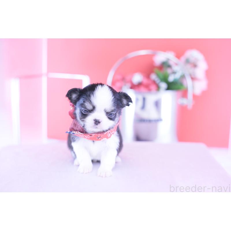 販売中の愛知県のチワワ(ロングコート)-432081の3枚目