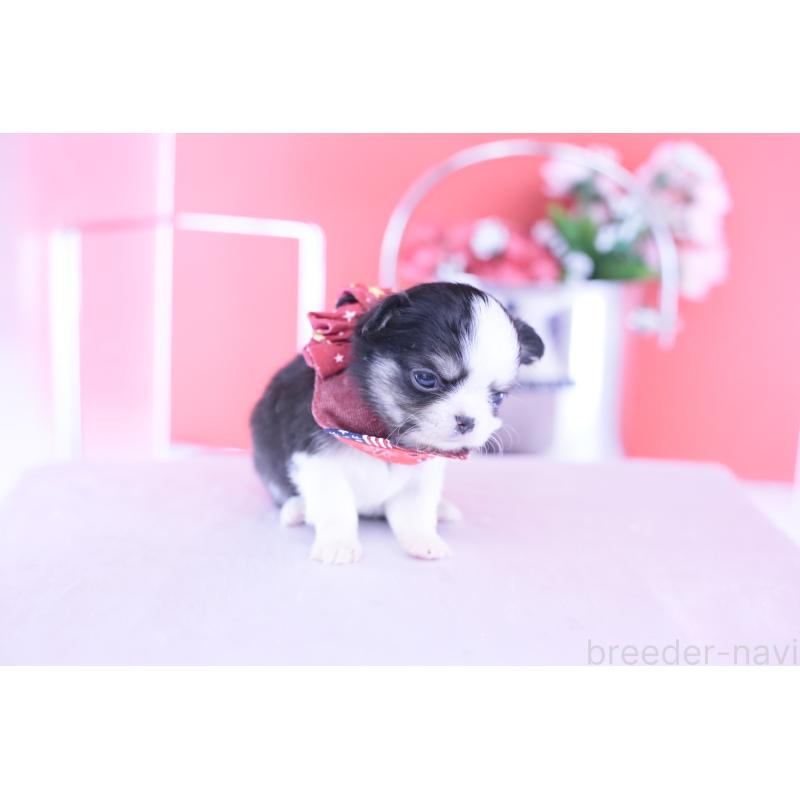 販売中の愛知県のチワワ(ロングコート)-432081の2枚目