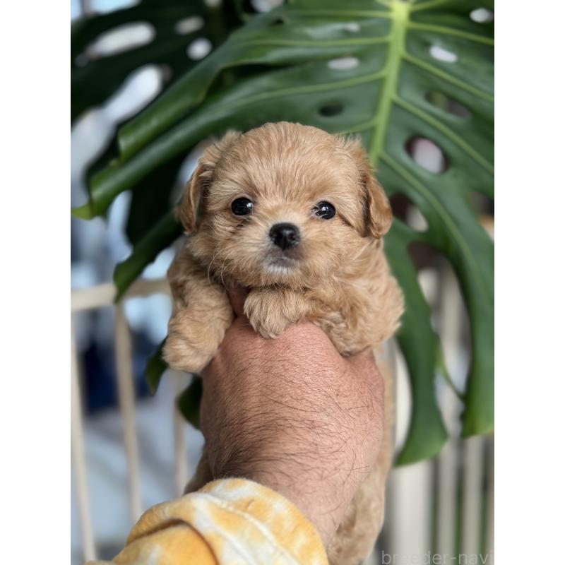 販売中の静岡県のミックス犬-432080の1枚目