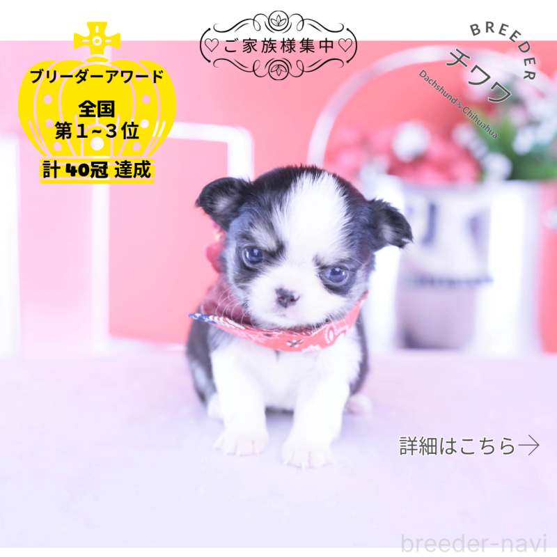 販売中の愛知県のチワワ(ロングコート)-432081