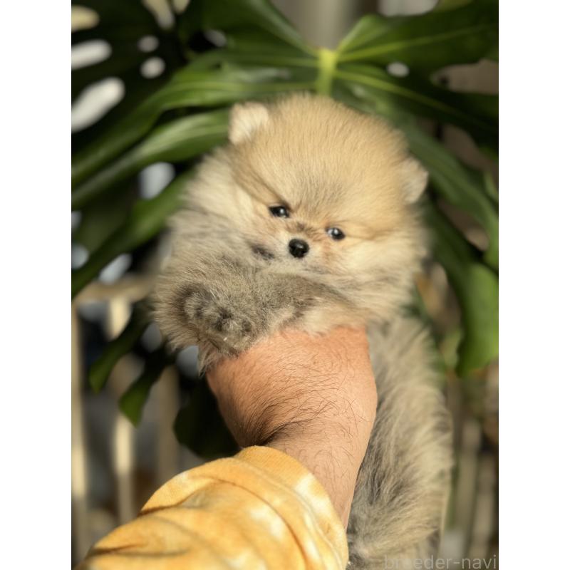 成約済の静岡県のポメラニアン-427016の1枚目