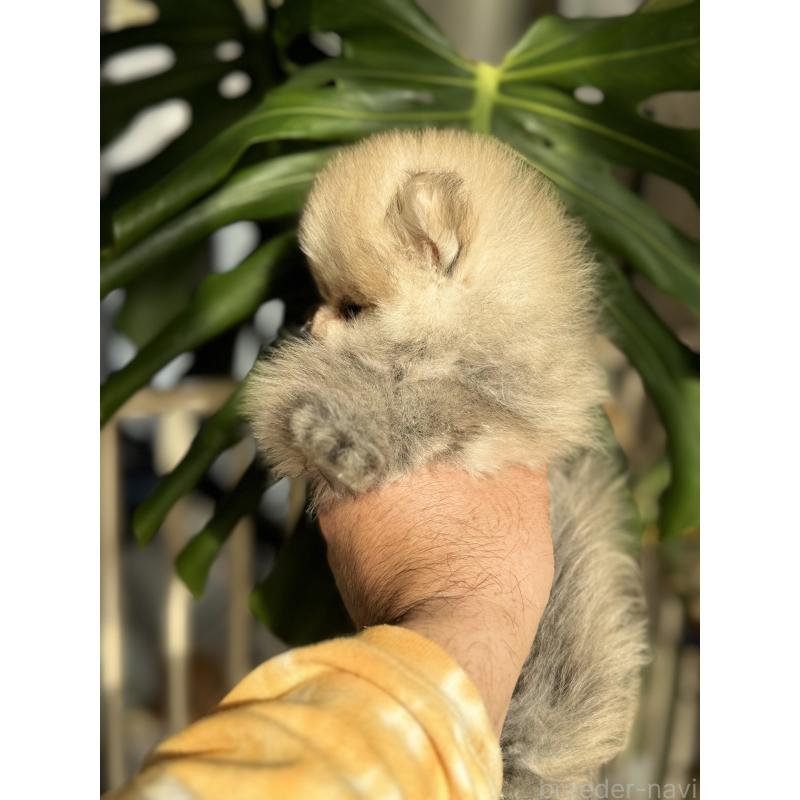 成約済の静岡県のポメラニアン-427016の2枚目