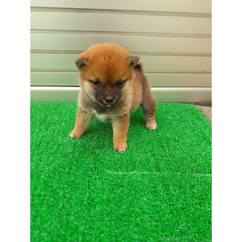 販売中の熊本県の豆柴-432083の4枚目