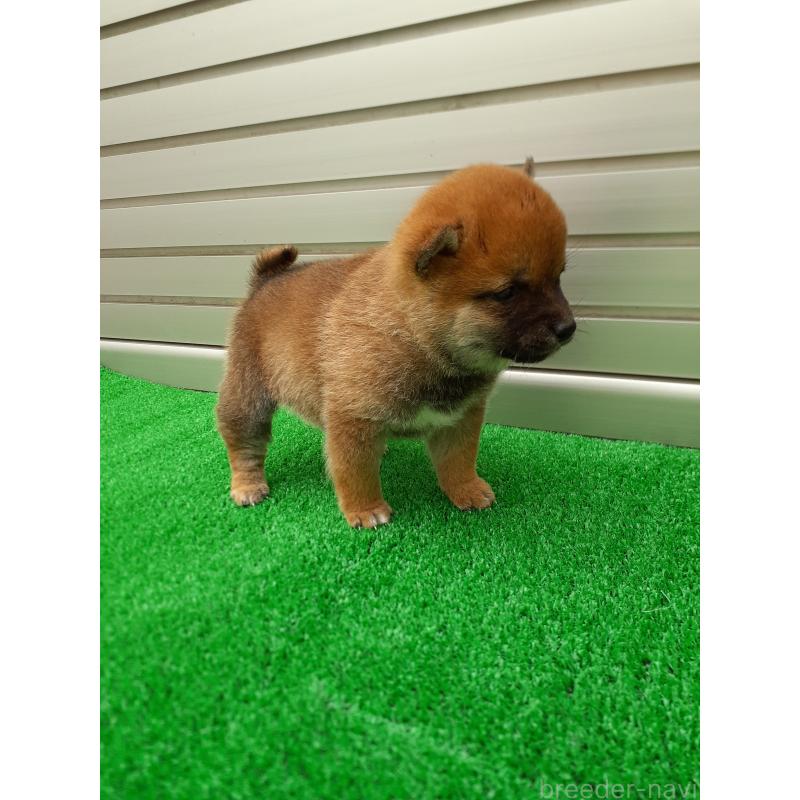 販売中の熊本県の豆柴-432083の2枚目