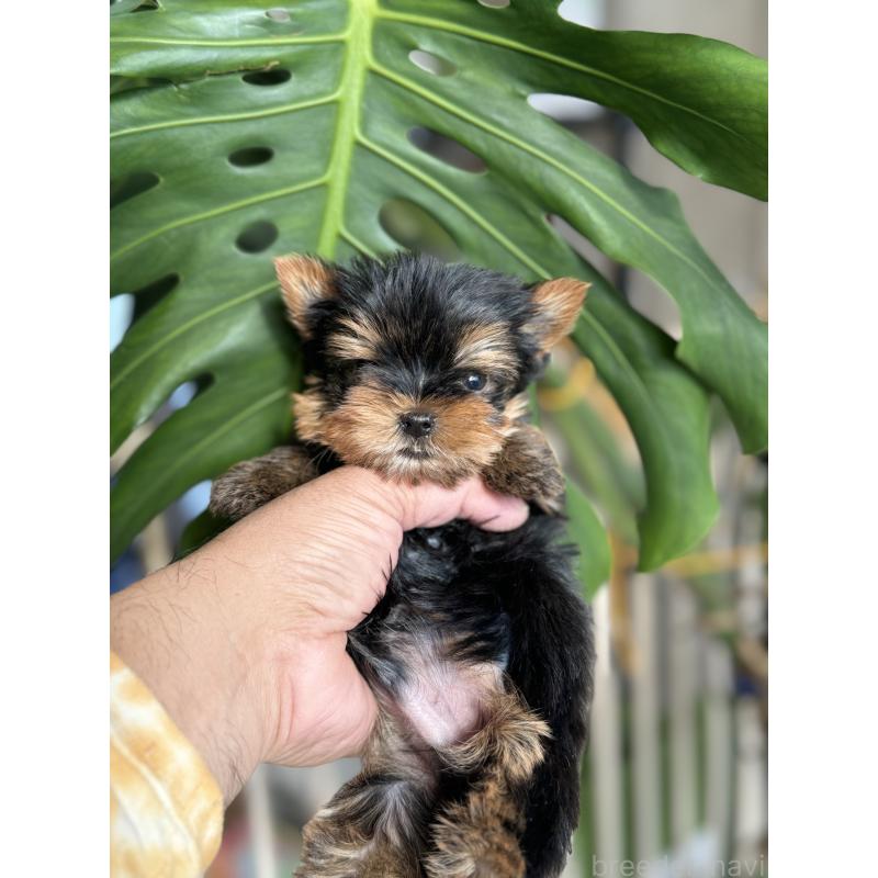 販売中の静岡県のヨークシャーテリア-432082の4枚目