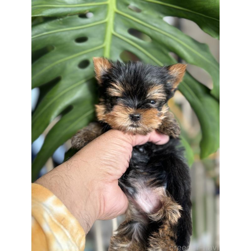 販売中の静岡県のヨークシャーテリア-432082の3枚目