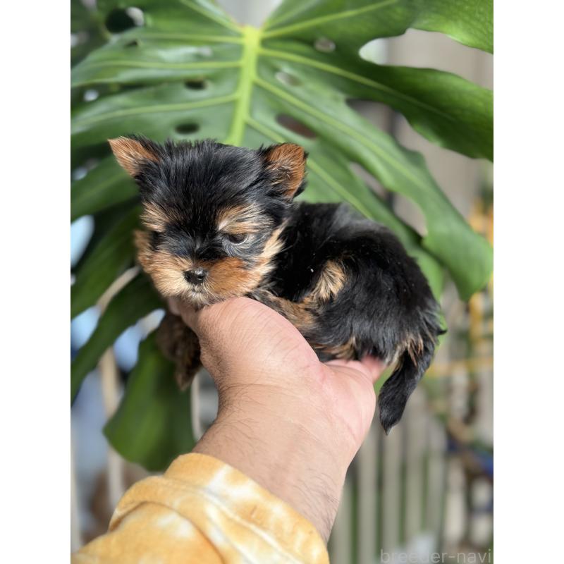 販売中の静岡県のヨークシャーテリア-432082の2枚目