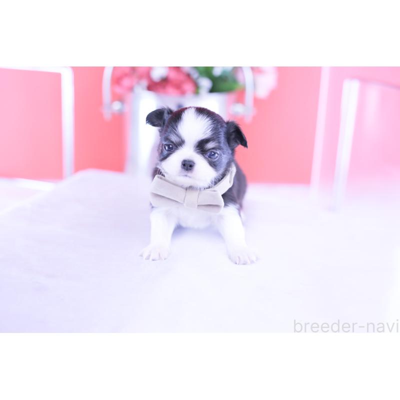 販売中の愛知県のチワワ(ロングコート)-432084の6枚目