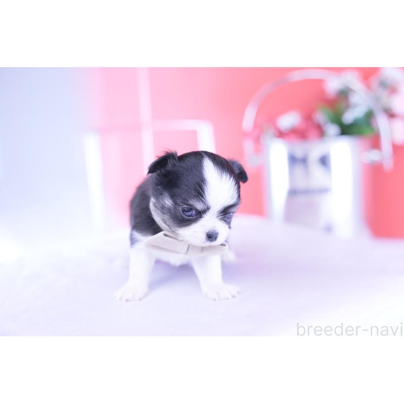 販売中の愛知県のチワワ(ロングコート)-432084の5枚目