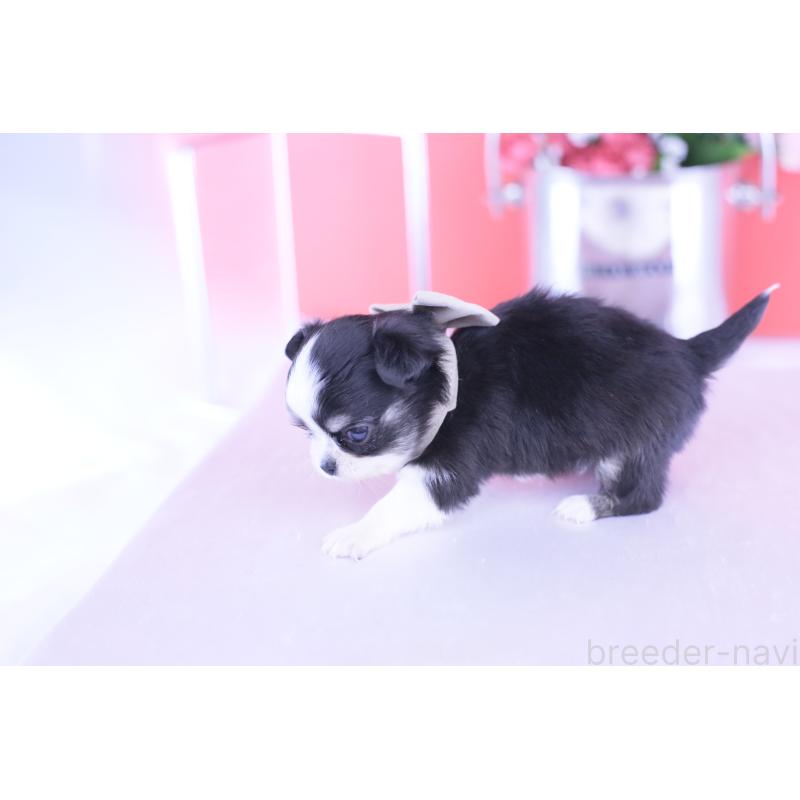 販売中の愛知県のチワワ(ロングコート)-432084の3枚目