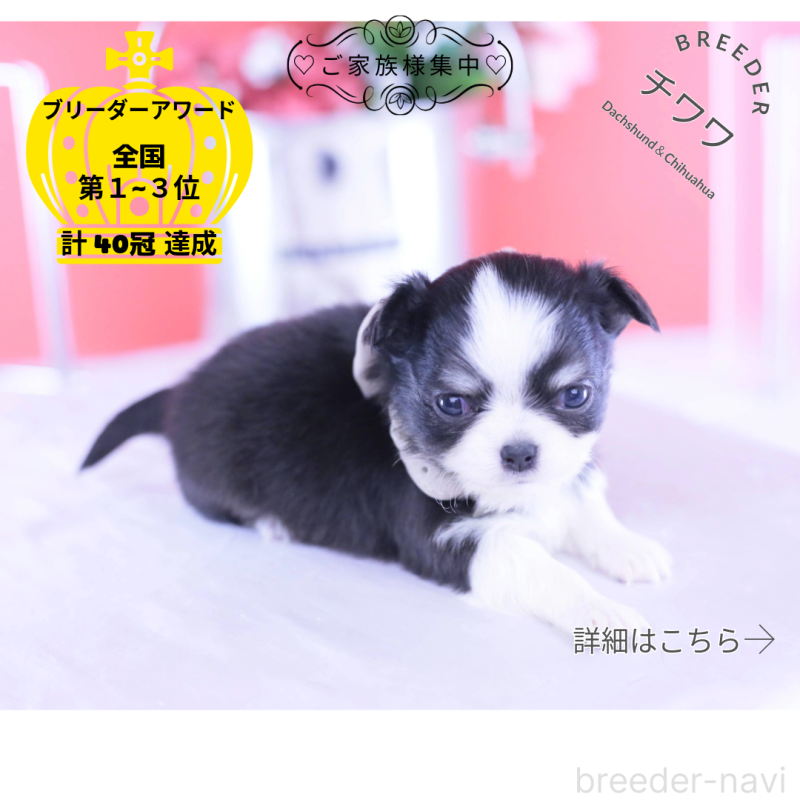 販売中の愛知県のチワワ(ロングコート)-432084