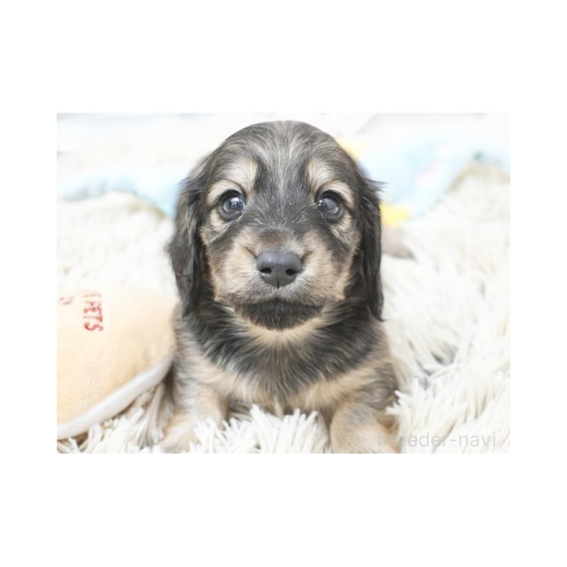 販売中の兵庫県のカニンヘンダックスフンド(ロングヘアード)-432085の1枚目
