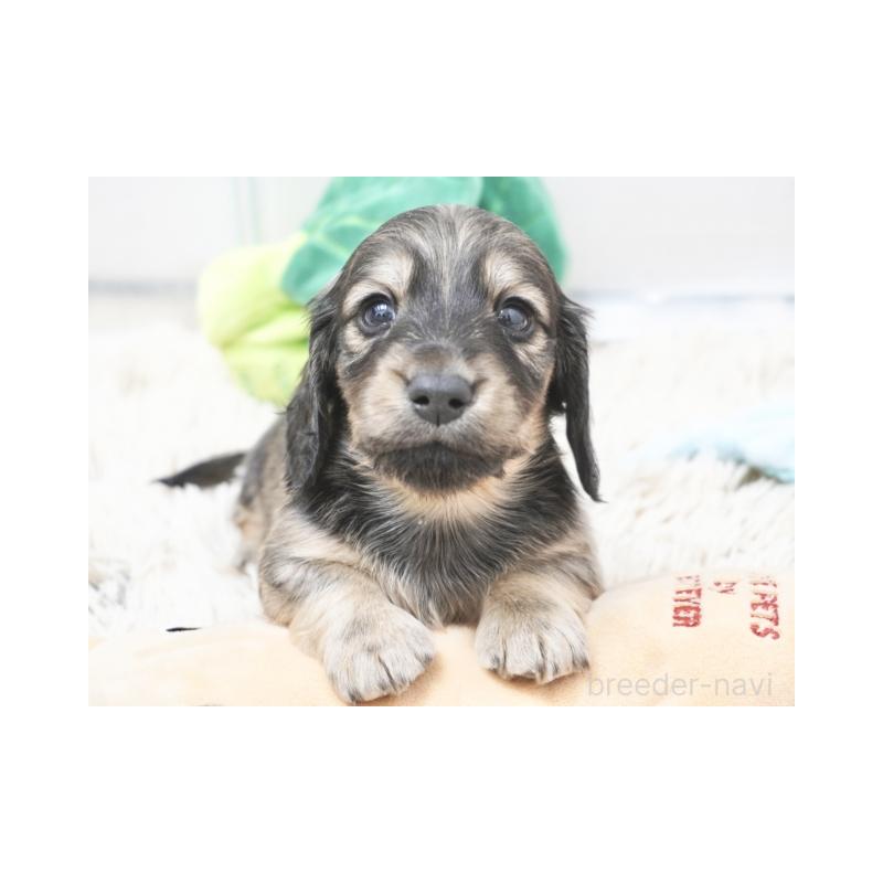 販売中の兵庫県のカニンヘンダックスフンド(ロングヘアード)-432085の2枚目