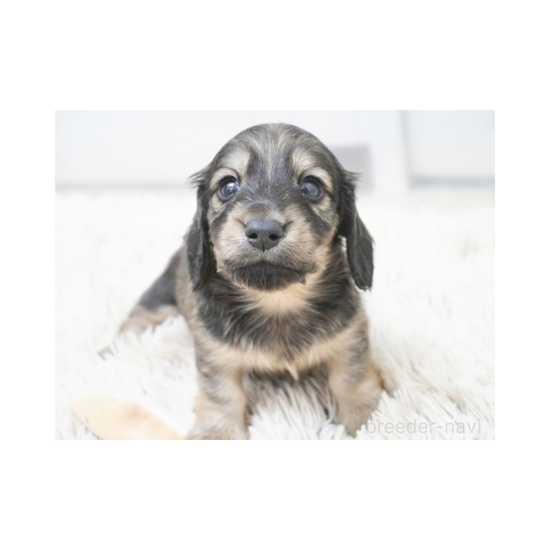 販売中の兵庫県のカニンヘンダックスフンド(ロングヘアード)-432085の3枚目