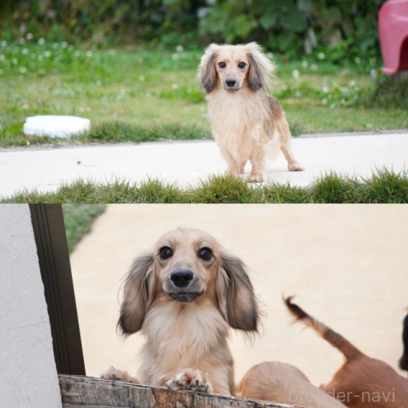 ドロシーちゃん1枚目