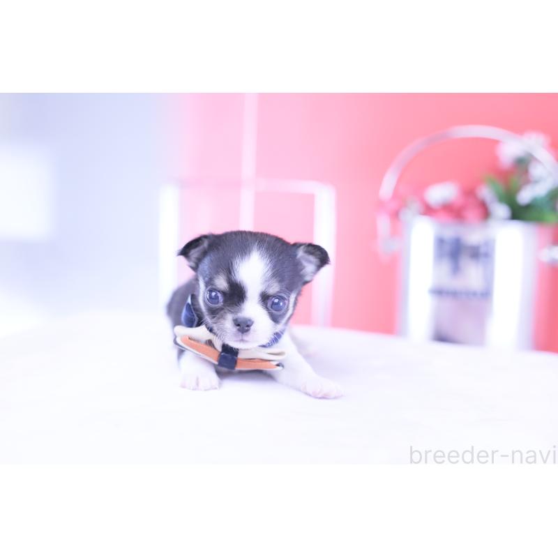 販売中の愛知県のチワワ(スムースコート)-432086の10枚目