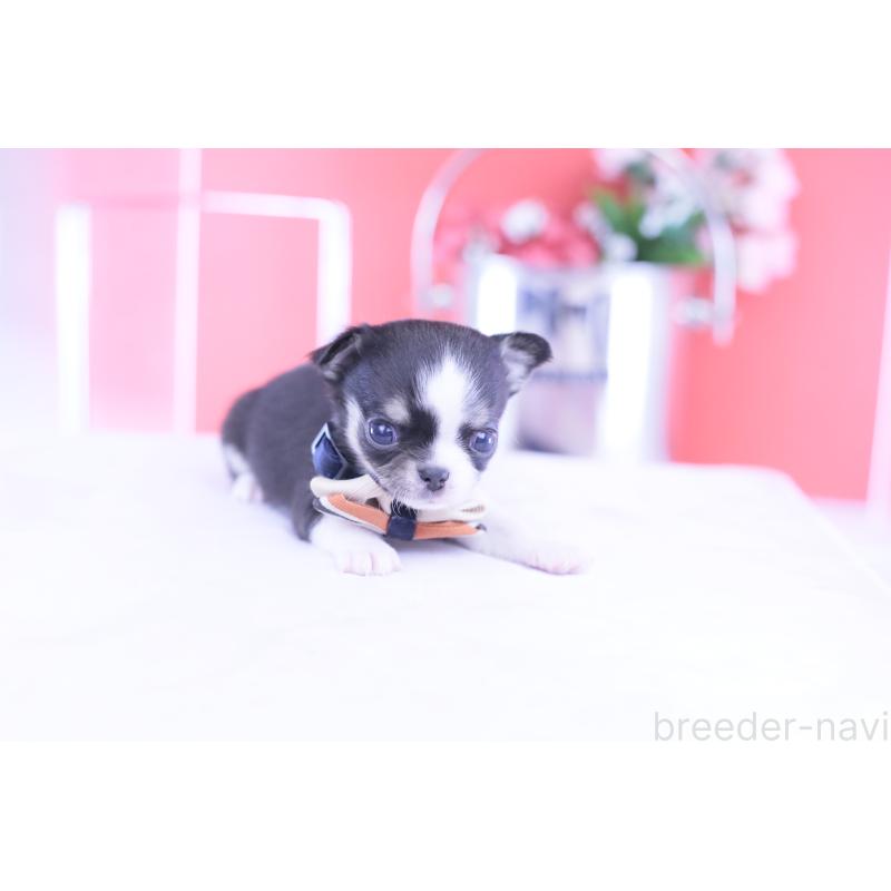 販売中の愛知県のチワワ(スムースコート)-432086の9枚目