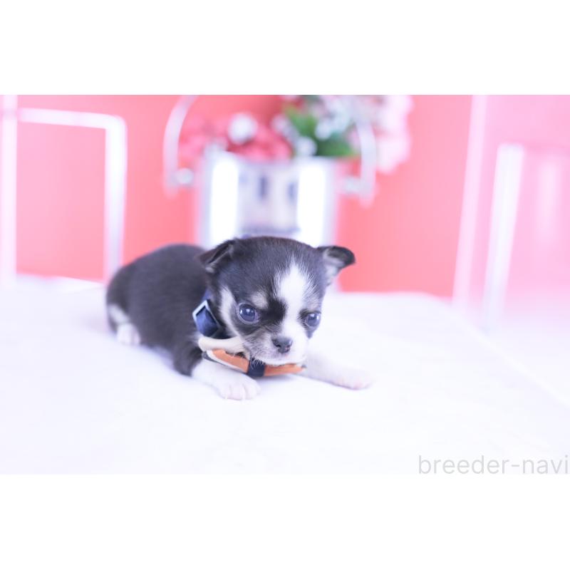 販売中の愛知県のチワワ(スムースコート)-432086の8枚目