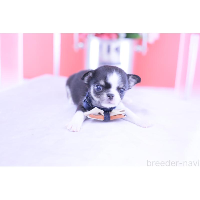 販売中の愛知県のチワワ(スムースコート)-432086の5枚目